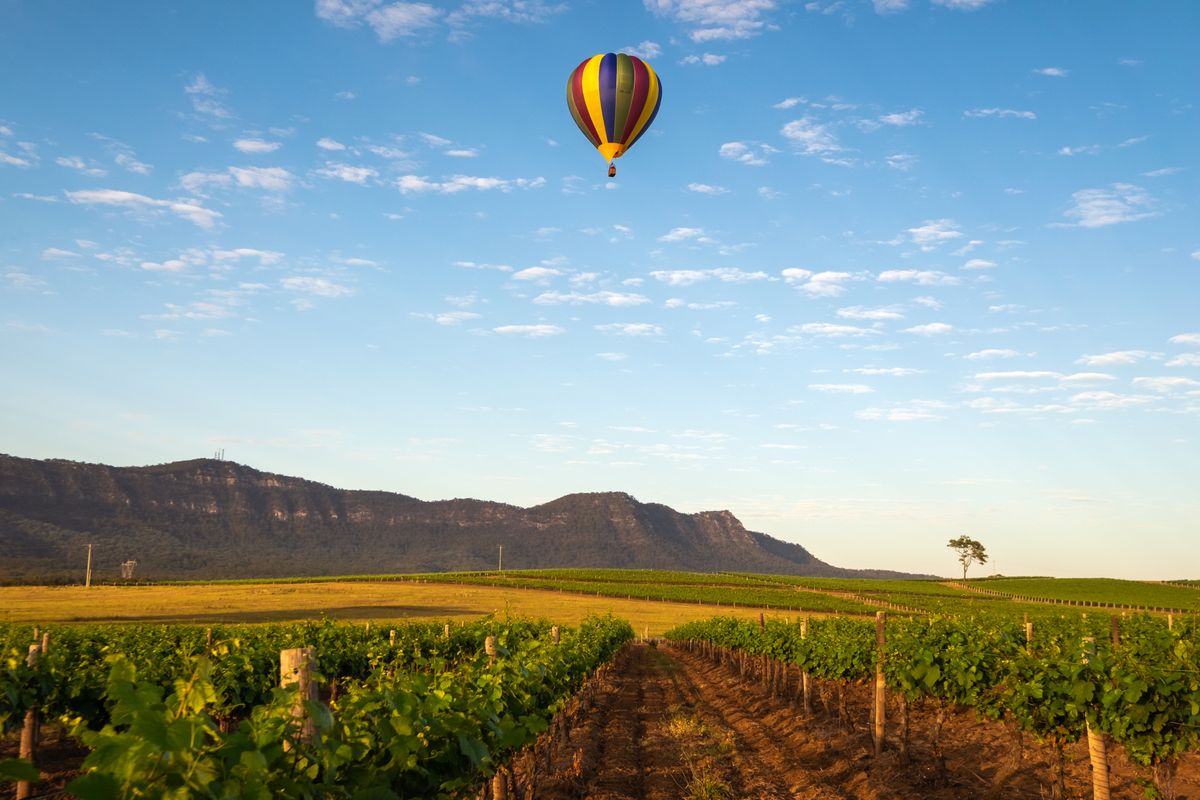 Hot air balloon vineyard